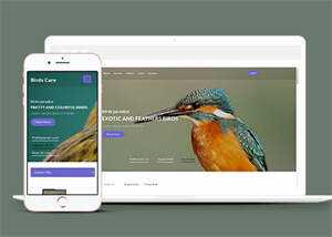 专业鸟类百科HTML网站模板-项目资源网